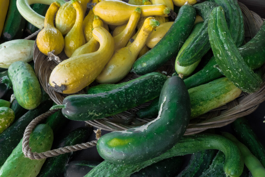 zucchini and yellow crookneck squash harvested in baskets.