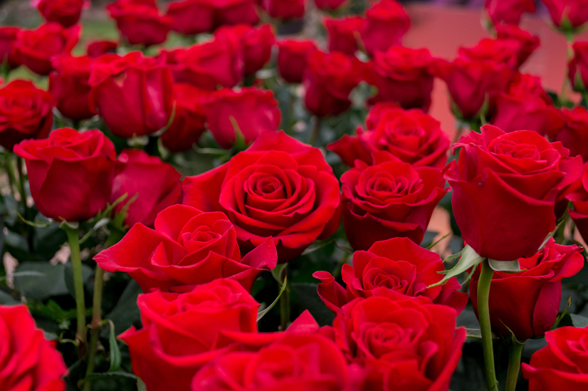 Tips to plant a beautiful rose garden
