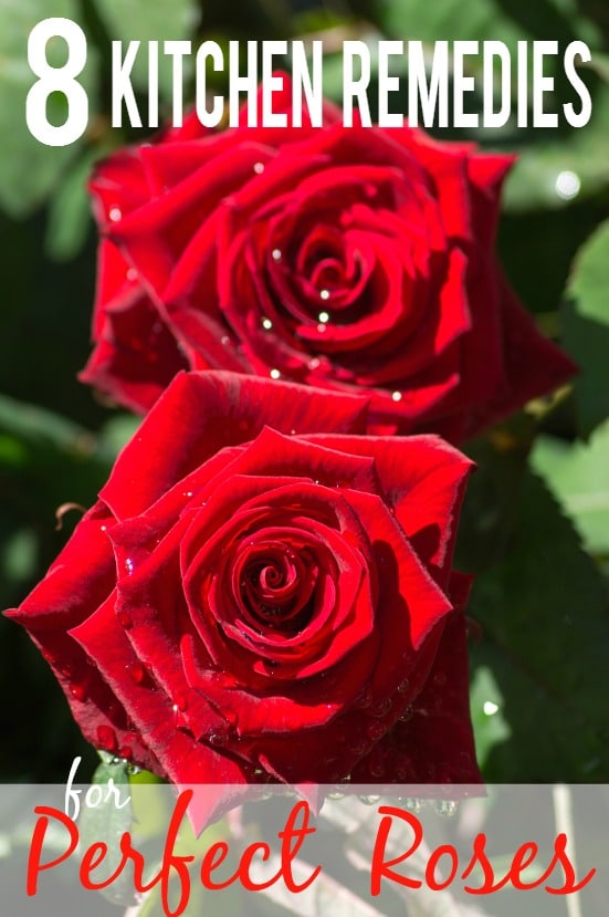8 Kitchen Remedies for Perfect Roses - Get perfect, beautiful rose blooms with simple fixes right in your kitchen with these 8 kitchen remedies for perfect roses. Great gardening tips for roses!