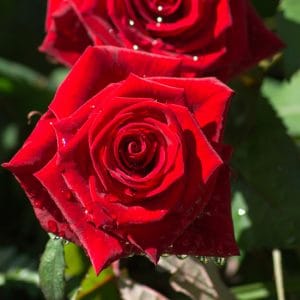 8 Kitchen Remedies for Perfect Roses - Get perfect, beautiful rose blooms with simple fixes right in your kitchen with these 8 kitchen remedies for perfect roses. Great gardening tips for roses!