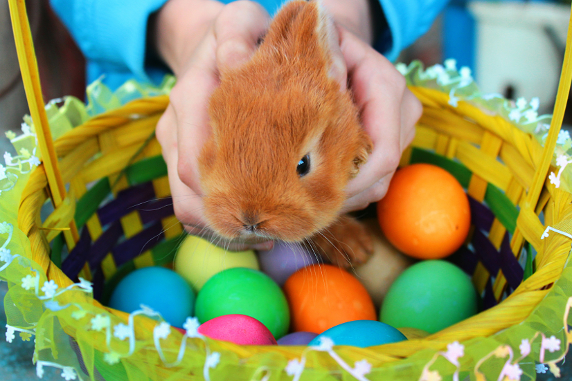 112 Non Edible Easter Basket Fillers ideas - Fill the Easter baskets with something other than candy this year with these 112 Non-Edible Easter Basket Fillers ideas. Ideas for all ages! Non-candy Easter basket ideas for kids!