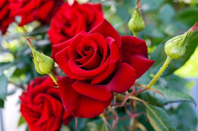 7 Rose Growing Secrets from the Pros - Make sure your rose garden is radiant and beautiful this year with these 7 Rose Growing Secrets the Pros Use. Super easy gardening tips that are absolutely effective for gorgeous roses!