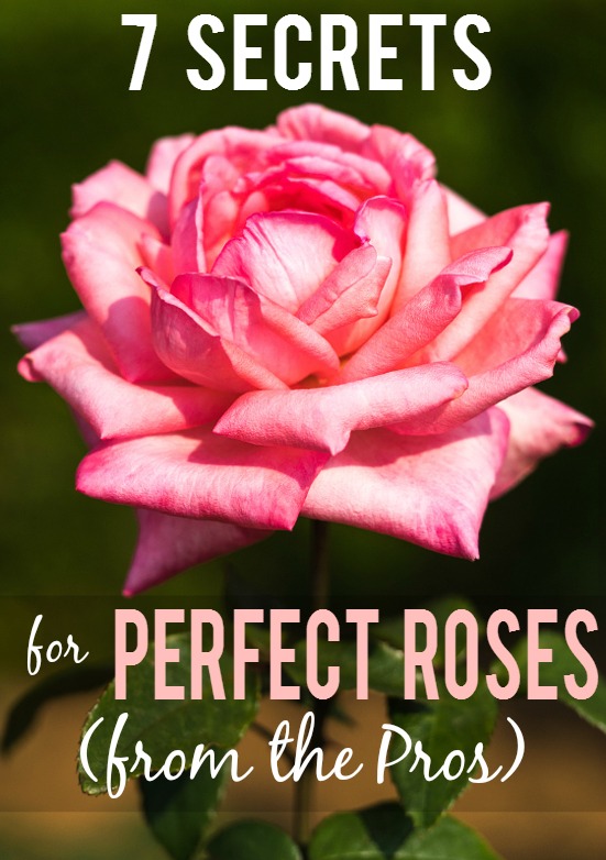 7 Rose Growing Secrets from the Pros - Make sure your rose garden is radiant and beautiful this year with these 7 Rose Growing Secrets the Pros Use. Super easy gardening tips that are absolutely effective for gorgeous roses!