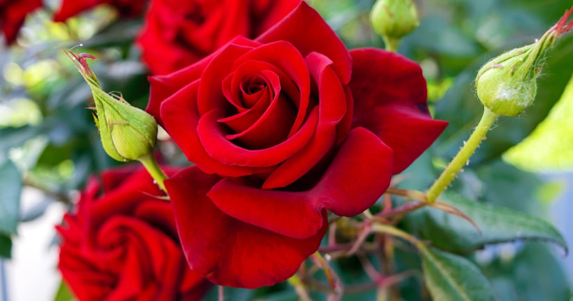 7 Rose Growing Secrets from the Pros - Make sure your rose garden is radiant and beautiful this year with these 7 Rose Growing Secrets the Pros Use. Super easy gardening tips that are absolutely effective for gorgeous roses!