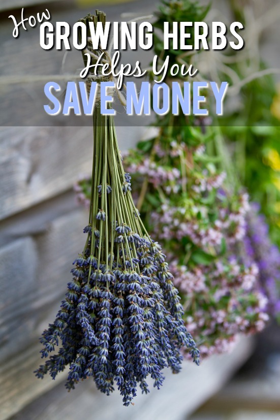 10 Ways Growing Your Own Herbs Saves You Money - Herbs are incredibly useful in cooking, crafting, beauty products, and more, but they can be costly. Check out these 10 ways growing your own herbs saves you money and start saving now! Frugal Living | Save Money