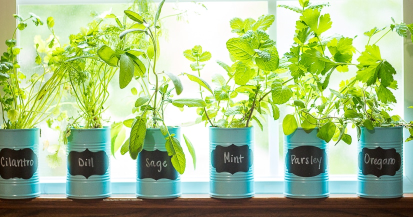 How to Make a DIY Indoor Window Sill Herb Garden - Save money, prevent food waste, and bring a little green inside with this easy and cheap DIY Indoor Window Sill Herb Garden for fresh herbs all year long!
