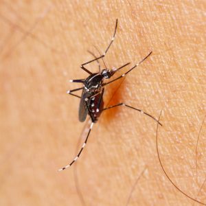 Natural Prevention for Mosquito Bites - Have more mosquito-free fun outside this Summer with these 5 simple and natural ways to prevent mosquito bites that are also totally safe for kids and pets. Parenting Tips | DIY
