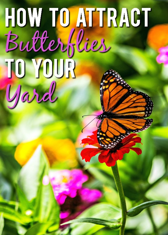 6 Ways to Attract More Butterflies to Your Yard this Summer - Butterflies are so beautiful and fun to look at. To see more this year, use these 6 easy ways to attract more butterflies to your yard this Summer! Gardening tips