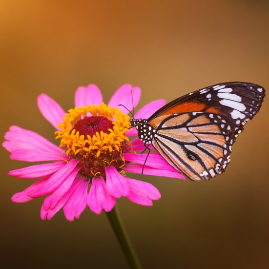 6 Ways to Attract More Butterflies to Your Yard this Summer - Butterflies are so beautiful and fun to look at. To see more this year, use these 6 easy ways to attract more butterflies to your yard this Summer! Gardening tips