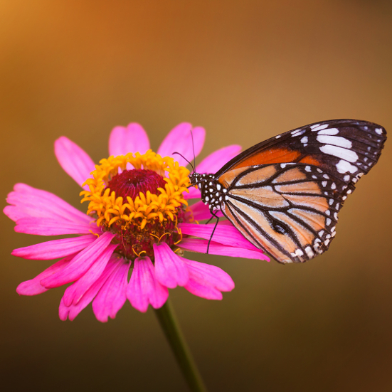 6 Ways to Attract More Butterflies to Your Yard this Summer - Butterflies are so beautiful and fun to look at. To see more this year, use these 6 easy ways to attract more butterflies to your yard this Summer! Gardening tips