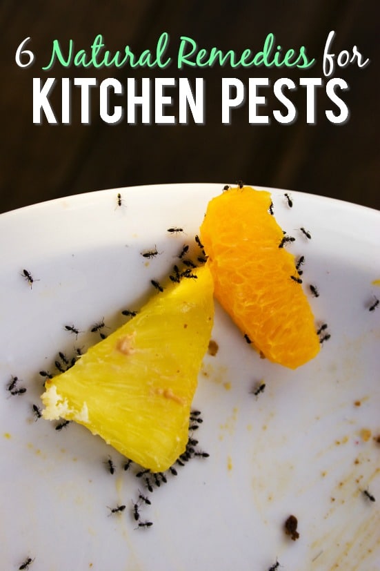 6 Natural Remedies for Kitchen Pests - If kitchen pests are invading your home and driving you nuts, try these 6 simple and natural remedies for kitchen pests to get rid them quickly! Cleaning | Kitchen Tips