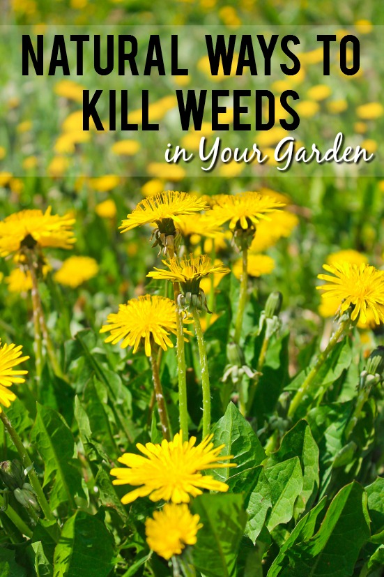 7 Natural Ways to Kill Weeds in your Garden - Weeds can be a huge pain, but not if you're armed with simple tips to get rid of them. Use these 7 simple natural ways to kill weeds in your garden to keep it looking nice all Summer long. Gardening tips