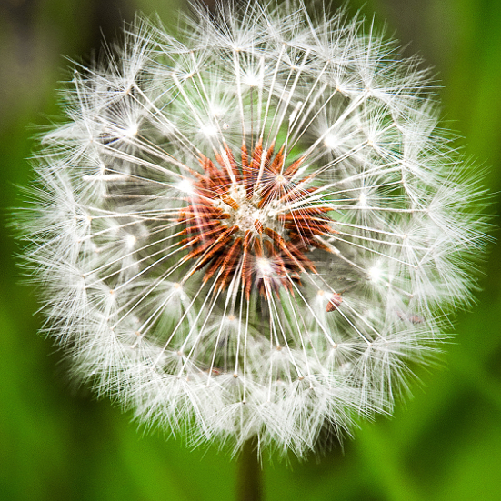 7 Natural Ways to Kill Weeds in your Garden - Weeds can be a huge pain, but not if you're armed with simple tips to get rid of them. Use these 7 simple natural ways to kill weeds in your garden to keep it looking nice all Summer long. Gardening tips