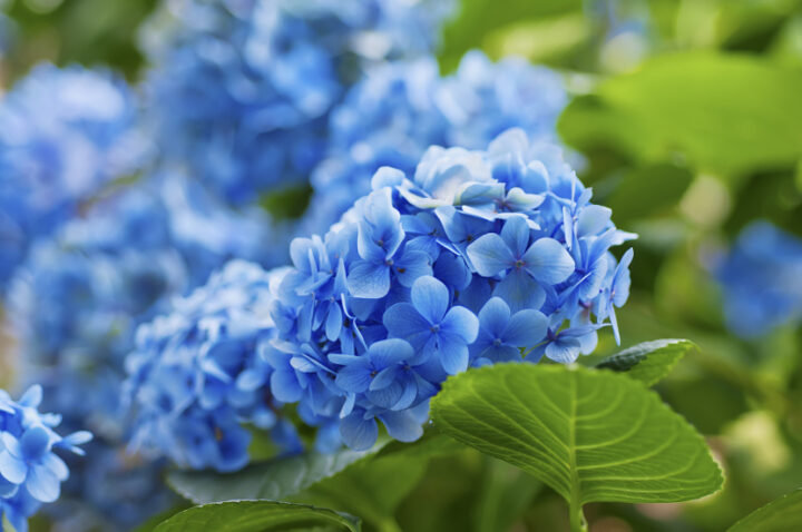 10 Ways to Help Your Garden Survive a Drought - The Gracious Wife