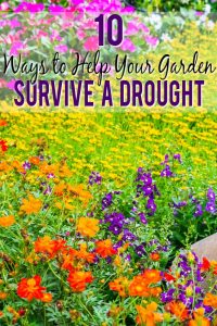 10 Ways to Help Your Garden Survive a Drought - The Gracious Wife