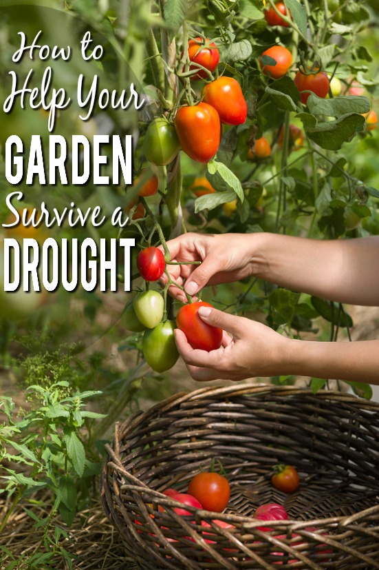 10 Ways to Help Your Garden Survive a Drought - You don't have to let your garden die if you're going through a drought! Help it through the dry spell with these 10 ways to help your garden survive a drought. Gardening tips