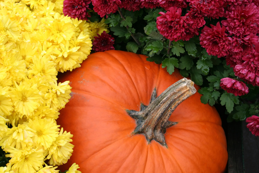 How to Grow Gorgeous Mums - Make sure your mums are the prettiest around and send you into the cold winter months with one more breath of flowering beauty with these 7 Tips to Grow Gorgeous Mums. Fall gardening tips