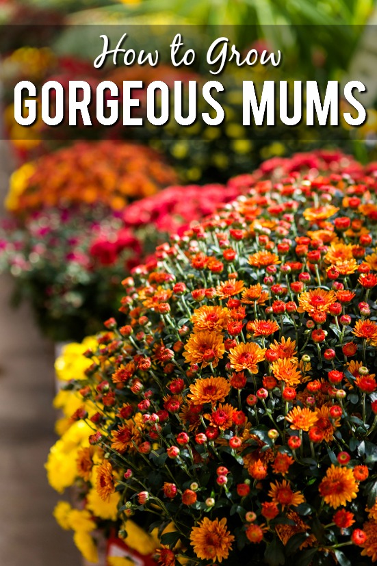 How to Grow Gorgeous Mums - Make sure your mums are the prettiest around and send you into the cold winter months with one more breath of flowering beauty with these 7 Tips to Grow Gorgeous Mums. Fall gardening tips