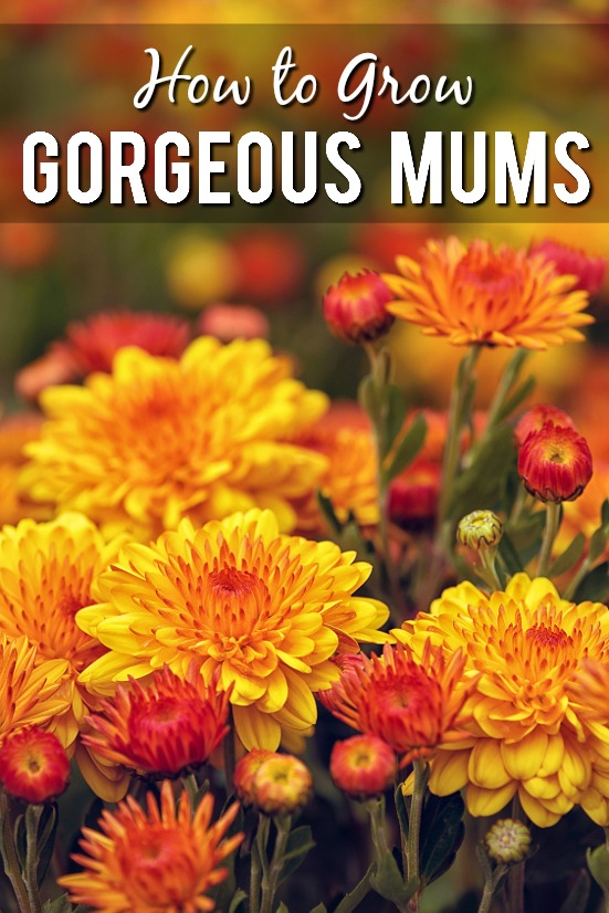 How to Grow Gorgeous Mums - Make sure your mums are the prettiest around and send you into the cold winter months with one more breath of flowering beauty with these 7 Tips to Grow Gorgeous Mums. Fall gardening tips