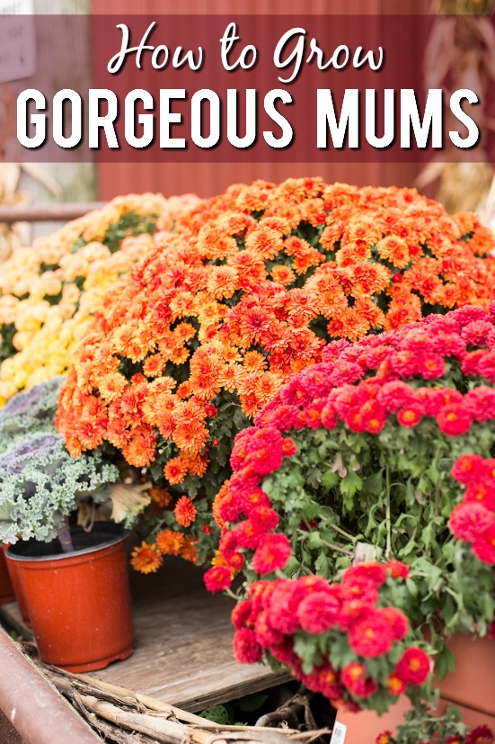 How to Grow Gorgeous Mums - Make sure your mums are the prettiest around and send you into the cold winter months with one more breath of flowering beauty with these 7 Tips to Grow Gorgeous Mums. Fall gardening tips