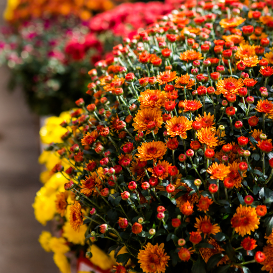 How to Grow Gorgeous Mums - Make sure your mums are the prettiest around and send you into the cold winter months with one more breath of flowering beauty with these 7 Tips to Grow Gorgeous Mums. Fall gardening tips