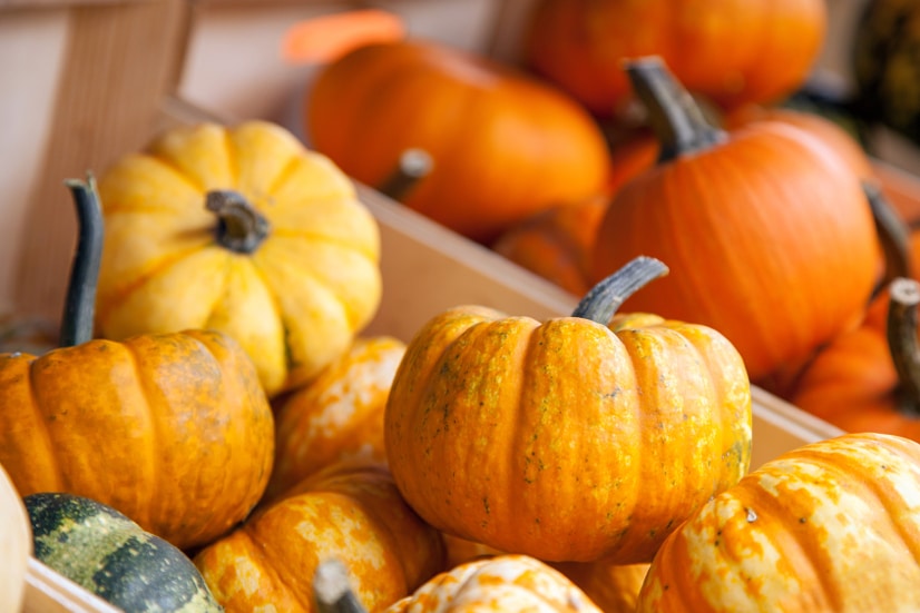 9 Uses for Mini Pumpkins - Pumpkins are everybody's favorite! They just scream Fall! Check out these 9 Uses for Mini Pumpkins to squeeze even more pumpkin into your life while the season lasts! Love decorating for Fall and mini pumpkins are so fun! Love these ideas