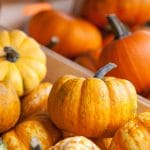 9 Uses for Mini Pumpkins - Pumpkins are everybody's favorite! They just scream Fall! Check out these 9 Uses for Mini Pumpkins to squeeze even more pumpkin into your life while the season lasts! Love decorating for Fall and mini pumpkins are so fun! Love these ideas