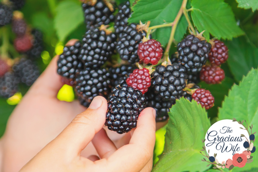 A child's hand picking blackberries from a bush
