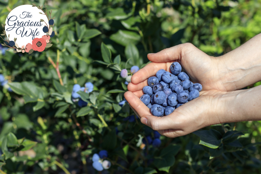 Two hands holding a scoop of blueberries in front of a blueberry bush
