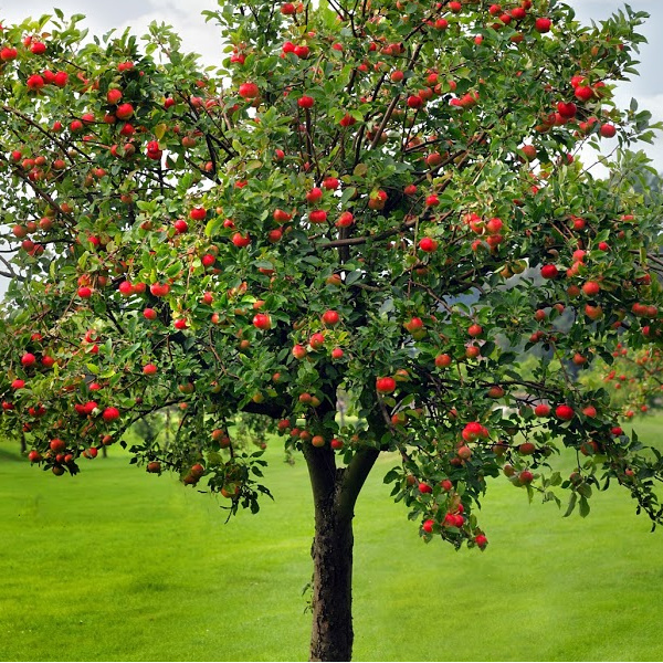 Apple tree with apples on it.