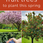 Collage with the words "8 fruit trees to plant this spring" on top, apple tree with ripe apples on the right, cherry tree with blossoms on top left, and hands holding blueberries in front of a blueberry bush on the bottom list