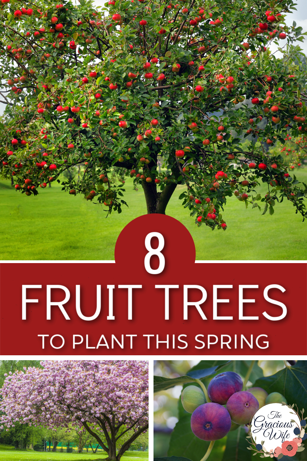 8 fruit trees you should plant this spring - the gracious wife