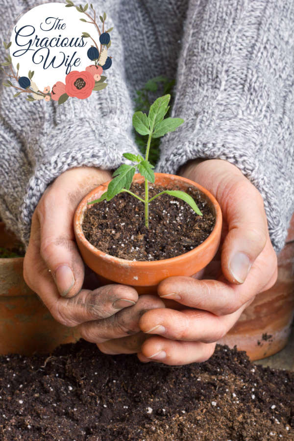 Two hands holding a clay pot with a sprout growing.