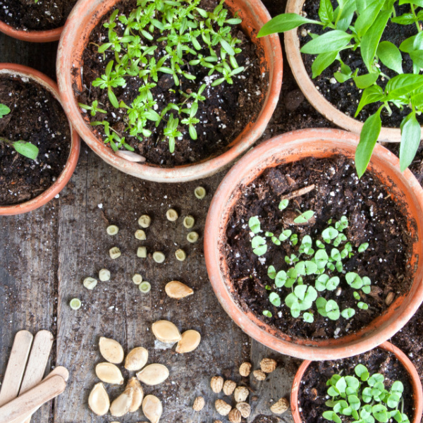 Clay pots with seed sprouts in them on a rustic wood background with seeds scattered.