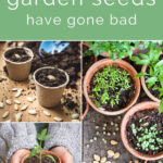 Collage with the words "how to tell if your garden seeds have gone bad" on top, with clay pots and seeds with sprouts on the bottom.
